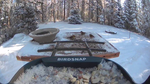 Goldzeisig - ML649604112