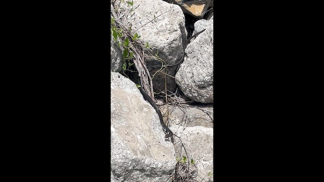 Reptiles - ML649604657
