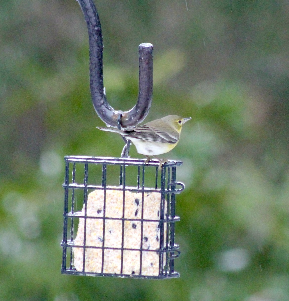 Pine Warbler - ML649605232