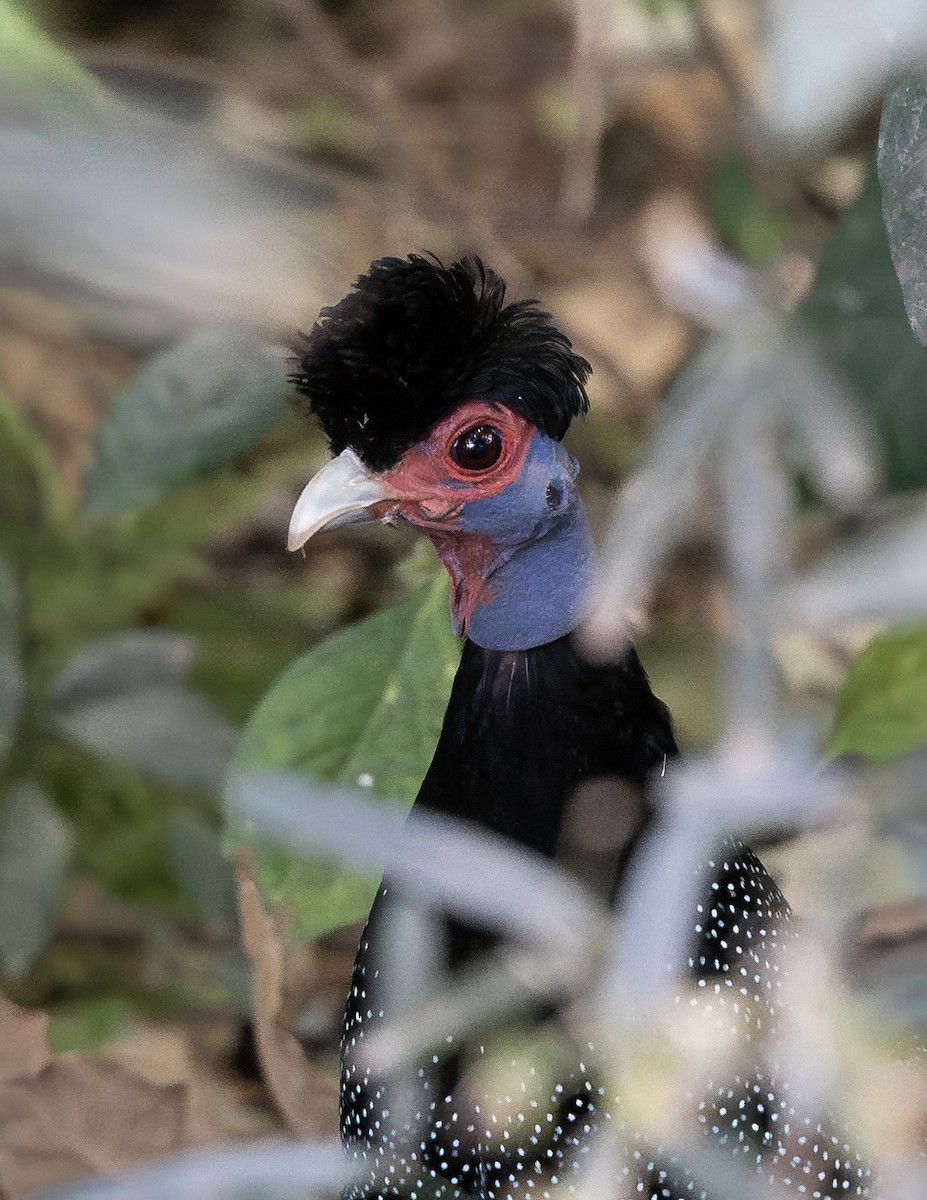 Eastern Crested Guineafowl - ML649605967