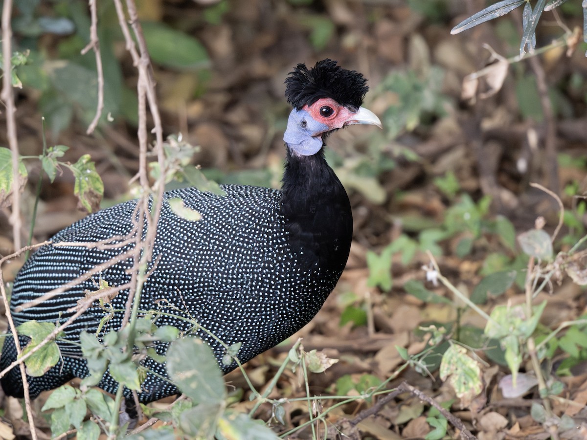 Eastern Crested Guineafowl - ML649605968
