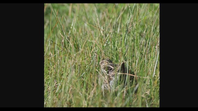 Американский бекас - ML649606422