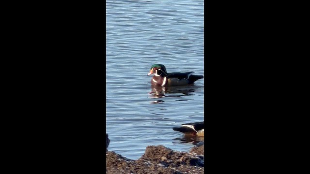 アメリカオシ - ML649607858