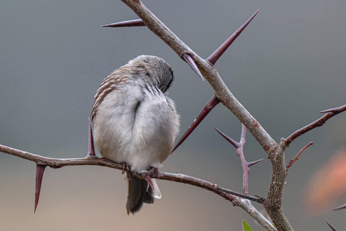 White-crowned Sparrow - ML649608493