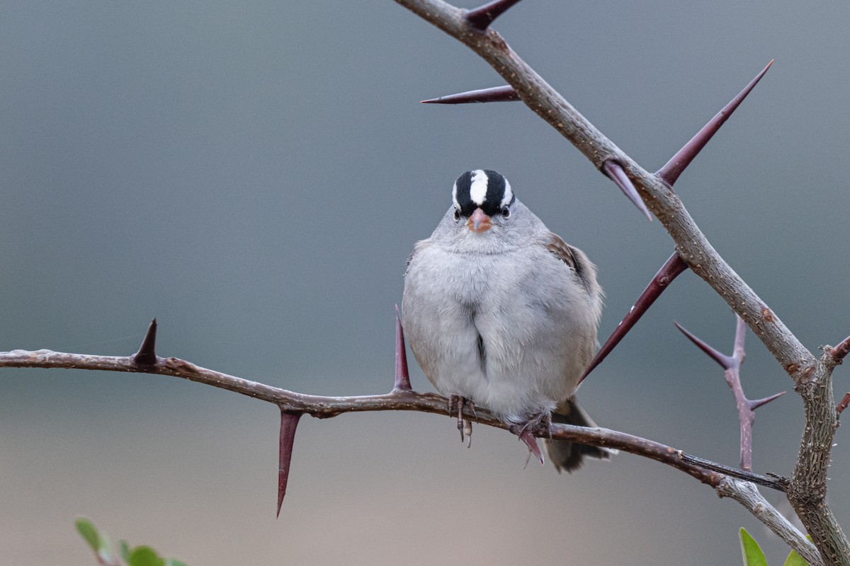 White-crowned Sparrow - ML649608494