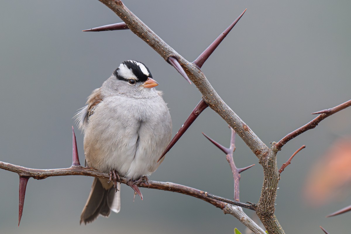 White-crowned Sparrow - ML649608495