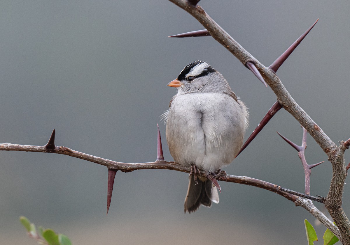 White-crowned Sparrow - ML649608497