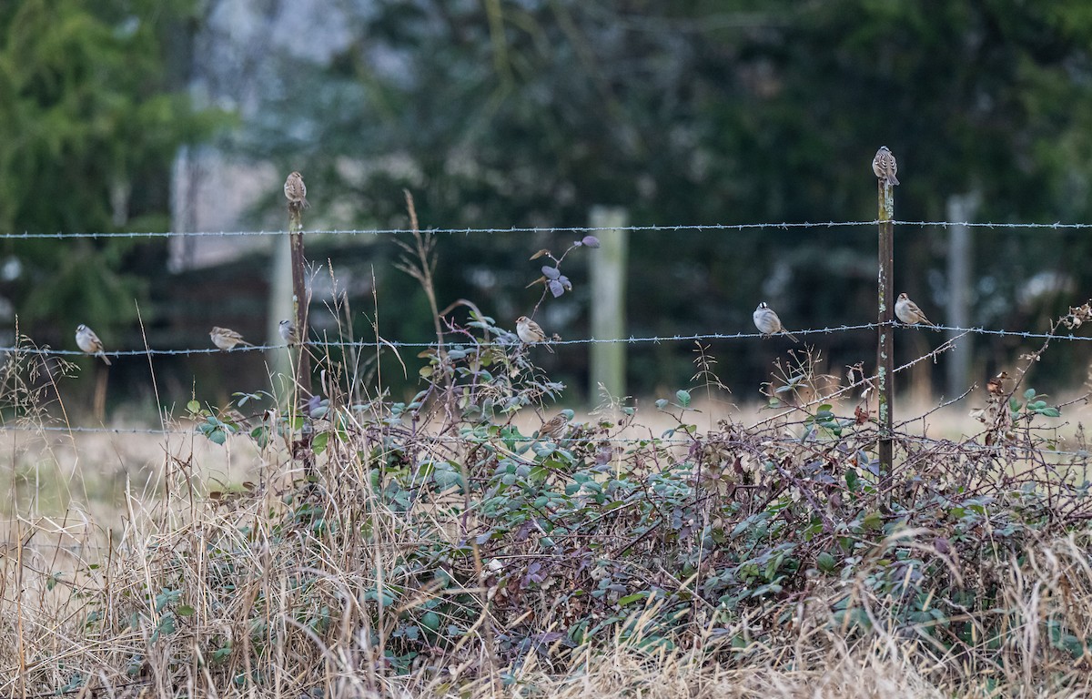 White-crowned Sparrow - ML649608498