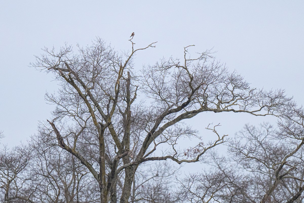 American Kestrel - ML649608527