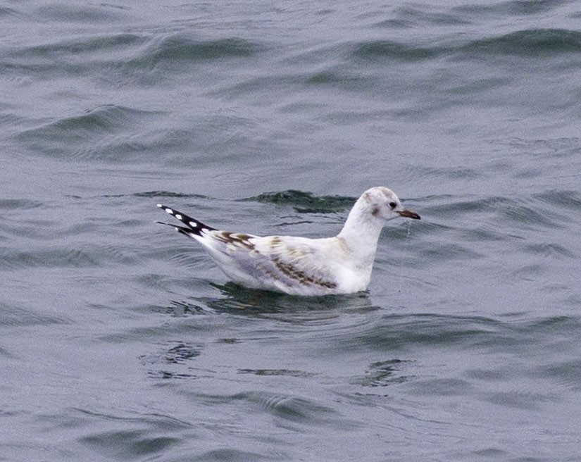 Patagonienmöwe - ML649609103