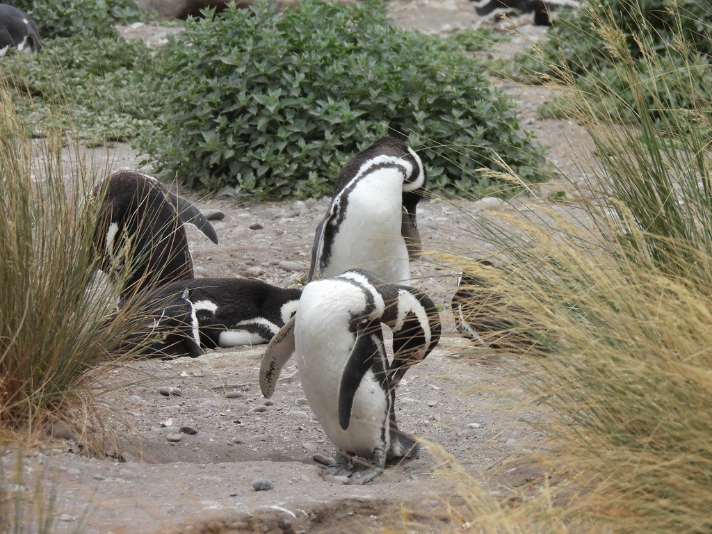 マゼランペンギン - ML649609574