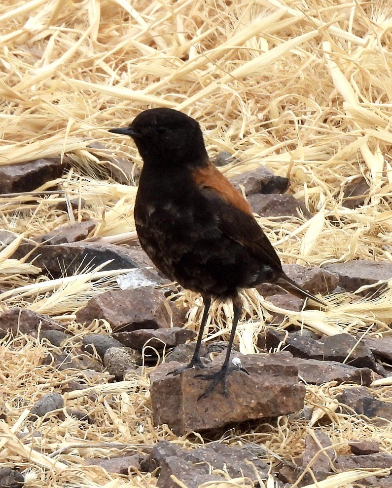 セアカタイランチョウ - ML649609596