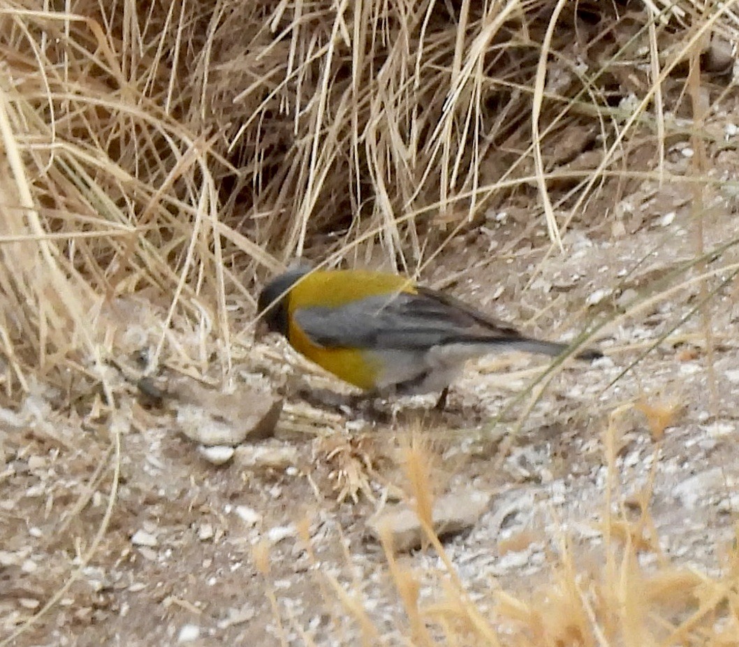 ハイズキンヤマシトド - ML649609617