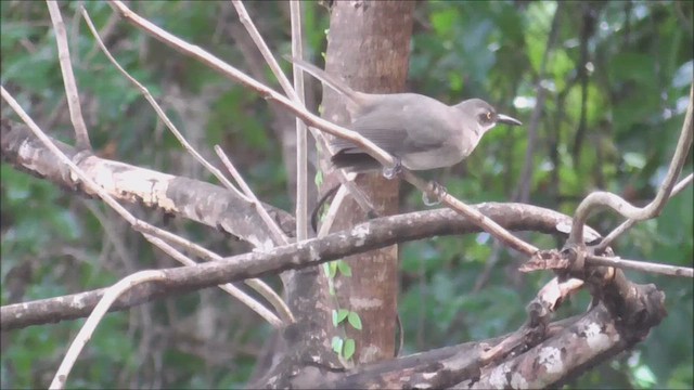 Cocobino Gris - ML649609921