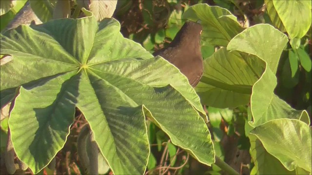 Cuitlacoche Oscuro - ML649609937