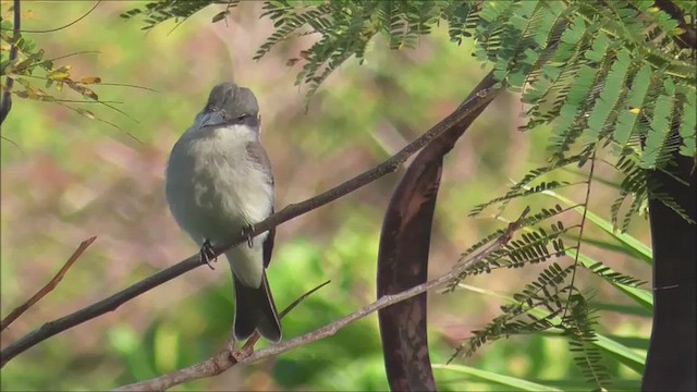 Tirano Dominicano - ML649609939