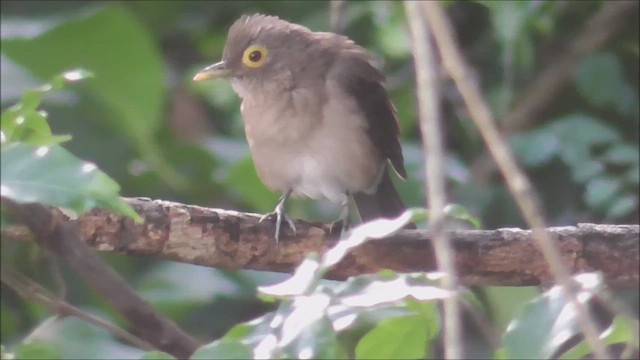 Zorzal Caripelado - ML649609955