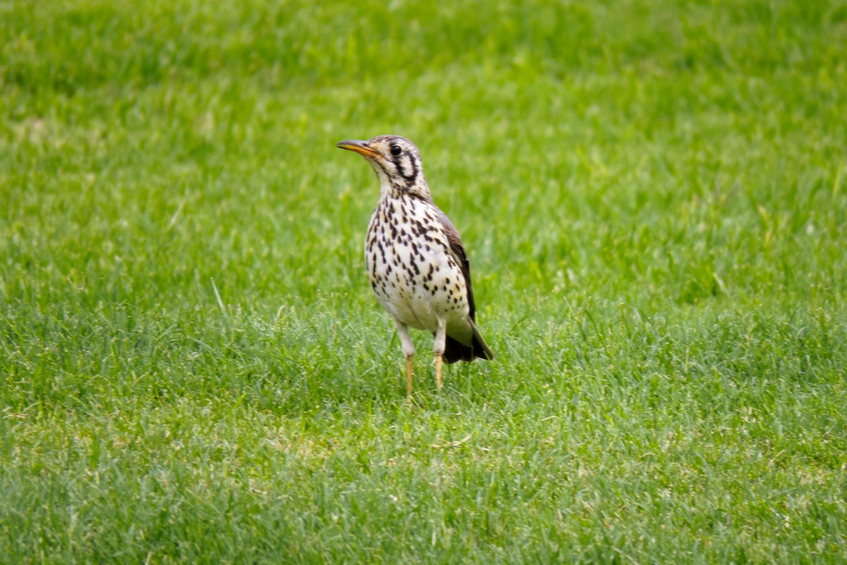 Groundscraper Thrush - ML649611134
