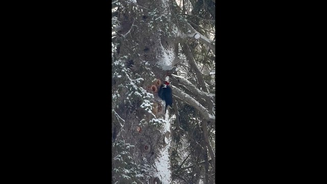 エボシクマゲラ - ML649611474