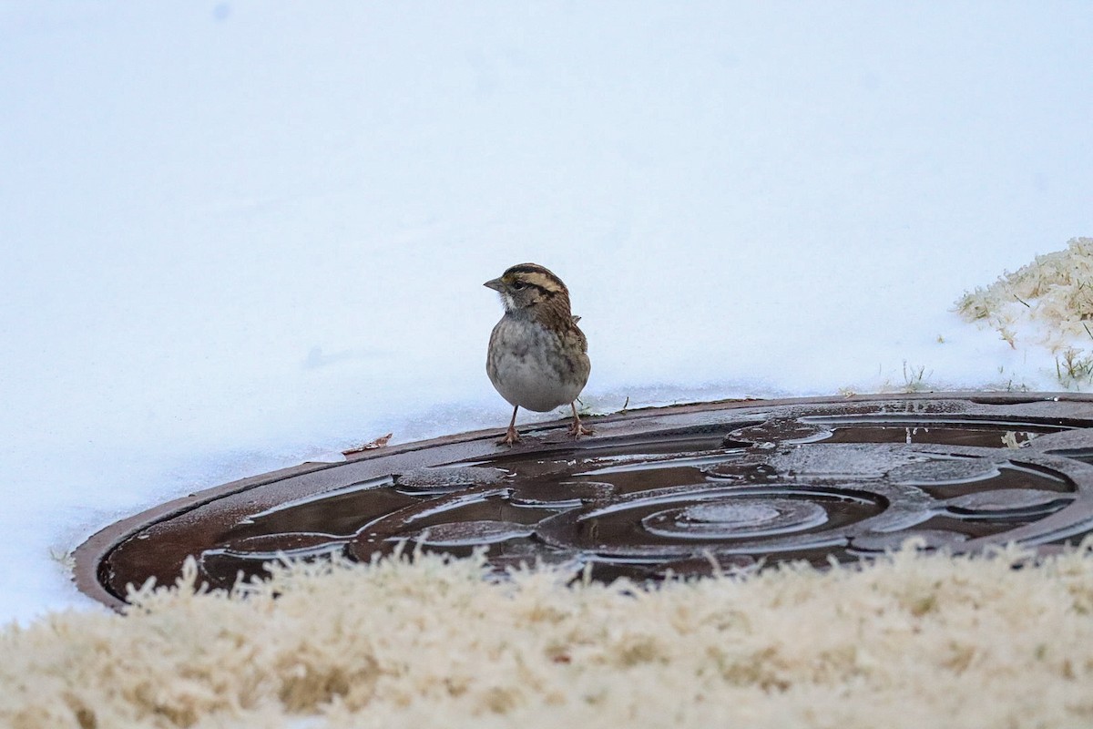 גיבתונית לבנת-גרון - ML649613416