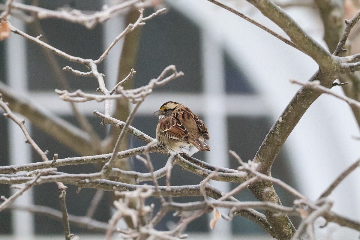 גיבתונית לבנת-גרון - ML649613417