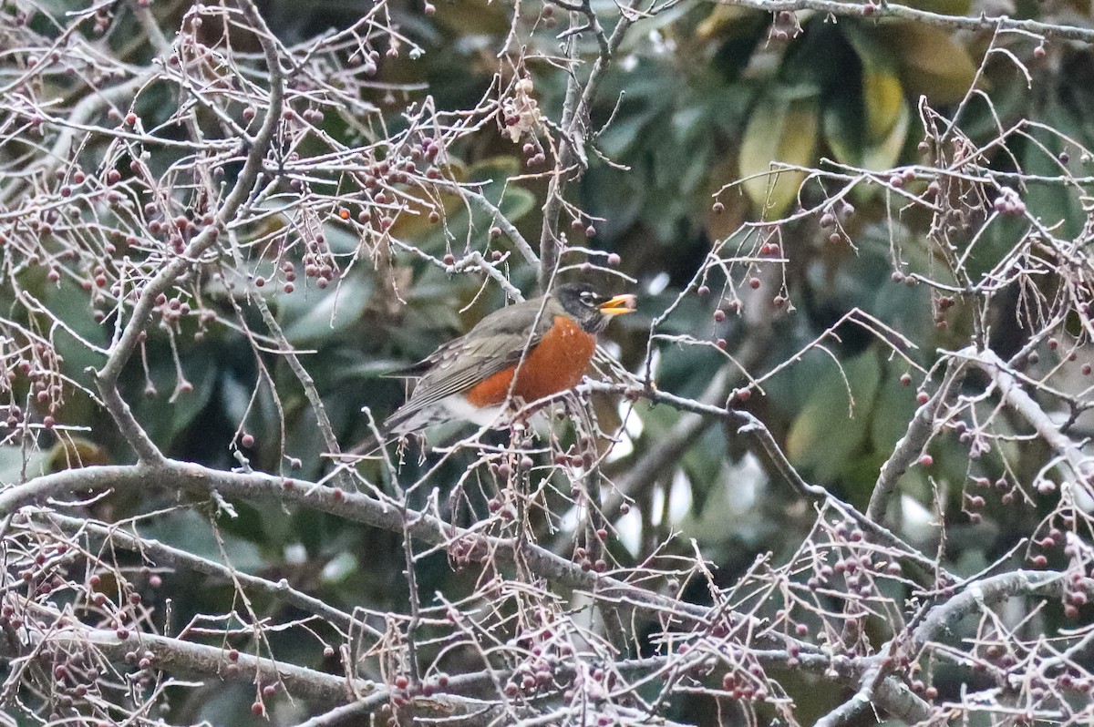 קיכלי נודד - ML649613424