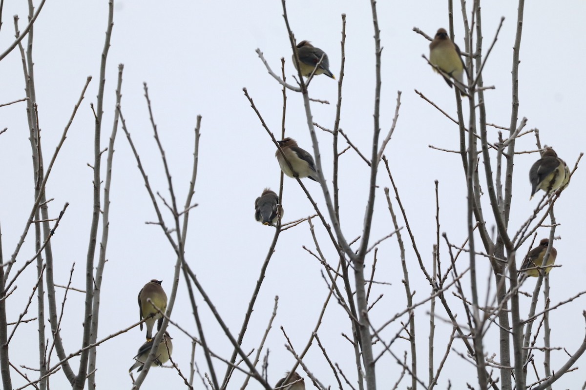 ציצנית אמריקנית - ML649613437