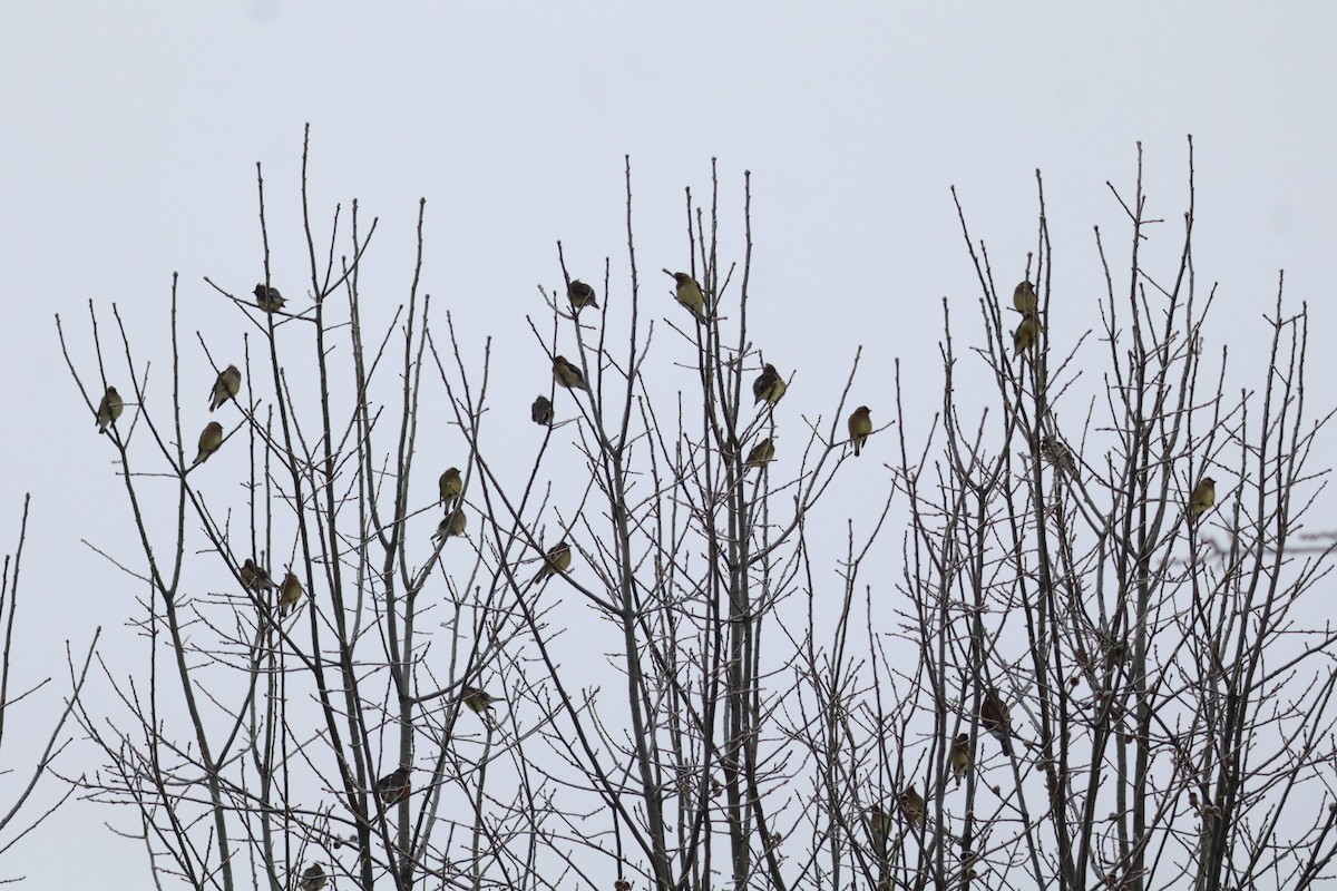 ציצנית אמריקנית - ML649613438