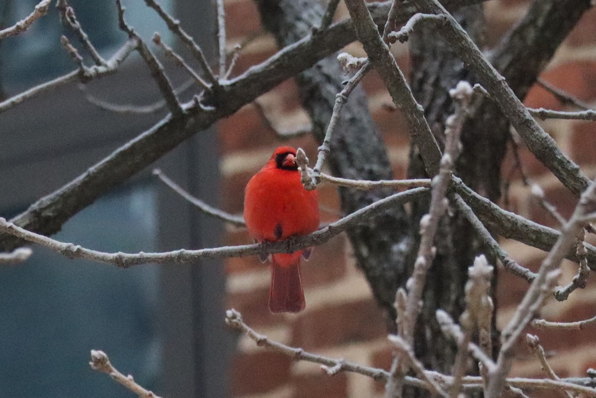 קרדינל צפוני - ML649613499