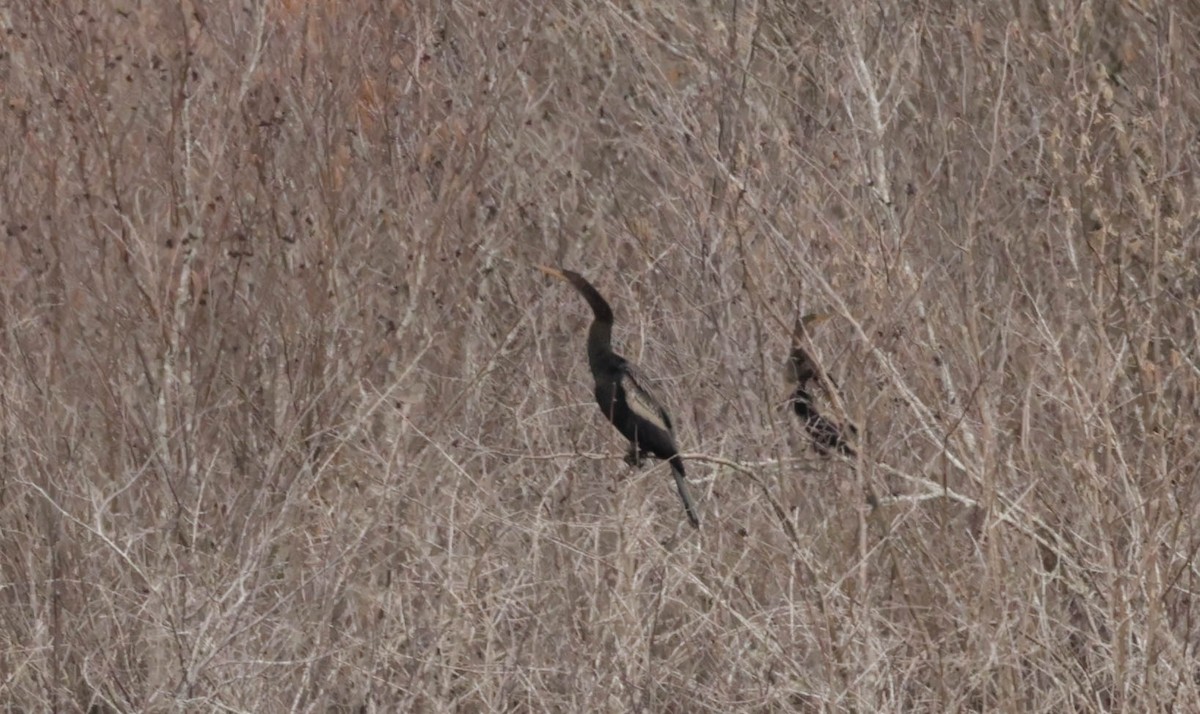 Змієшийка американська - ML649613704