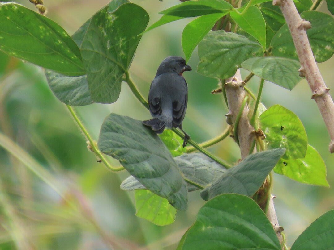 Chestnut-bellied Seedeater - ML649613806