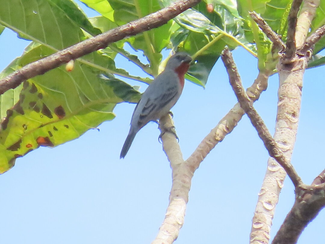 Chestnut-bellied Seedeater - ML649613807