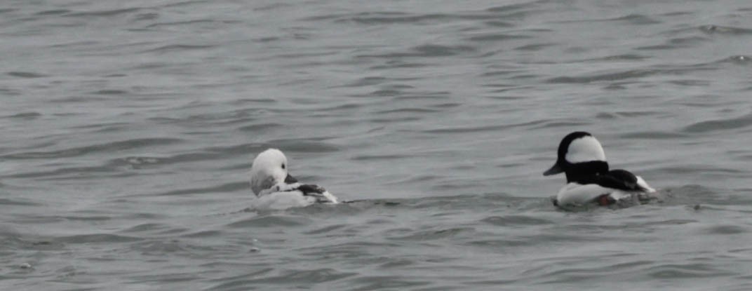 Гоголь малий - ML649613918