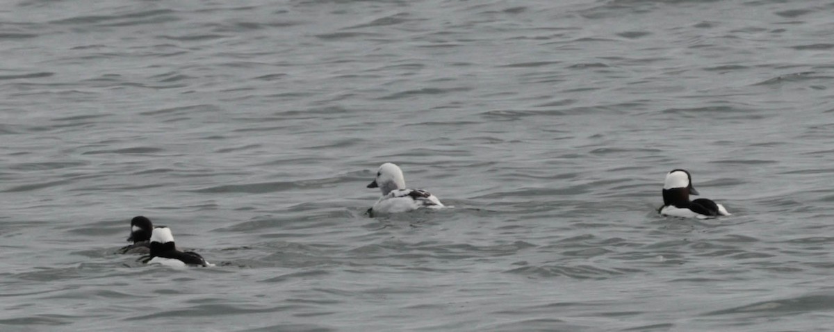 Гоголь малий - ML649613921