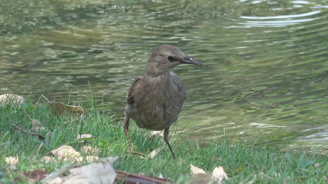 European Starling - ML649614221