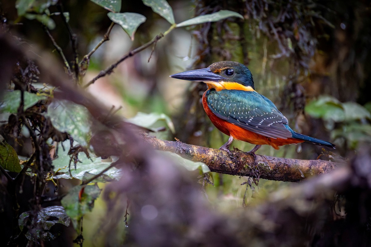 olivenisfugl - ML649615109