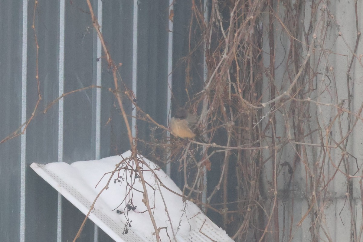 eBird Checklist - 7 Dec 2025 - 340–344 Ch Frank, Melbourne CA-QC (45. ...