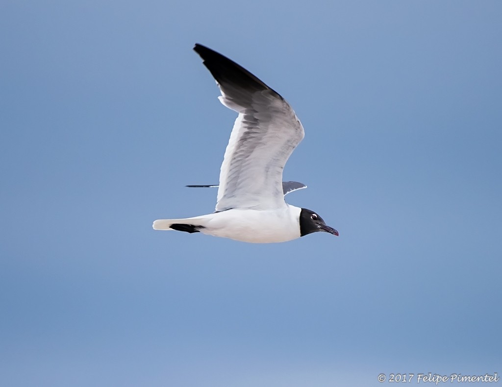 Gaviota Guanaguanare - ML64961541