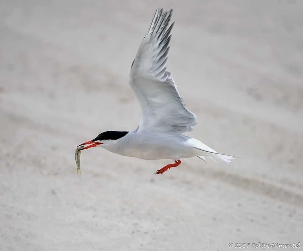 Common Tern - ML64961551