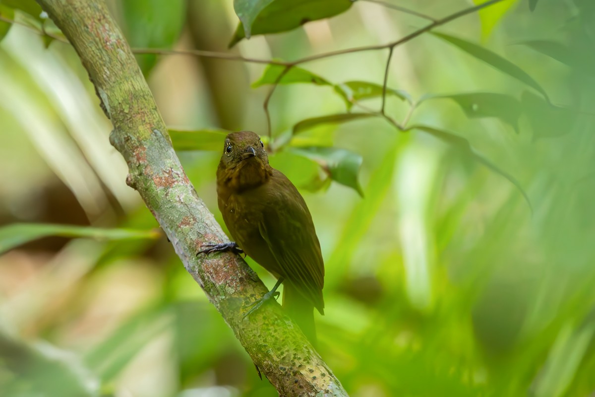 Brown-winged Schiffornis - ML649615723