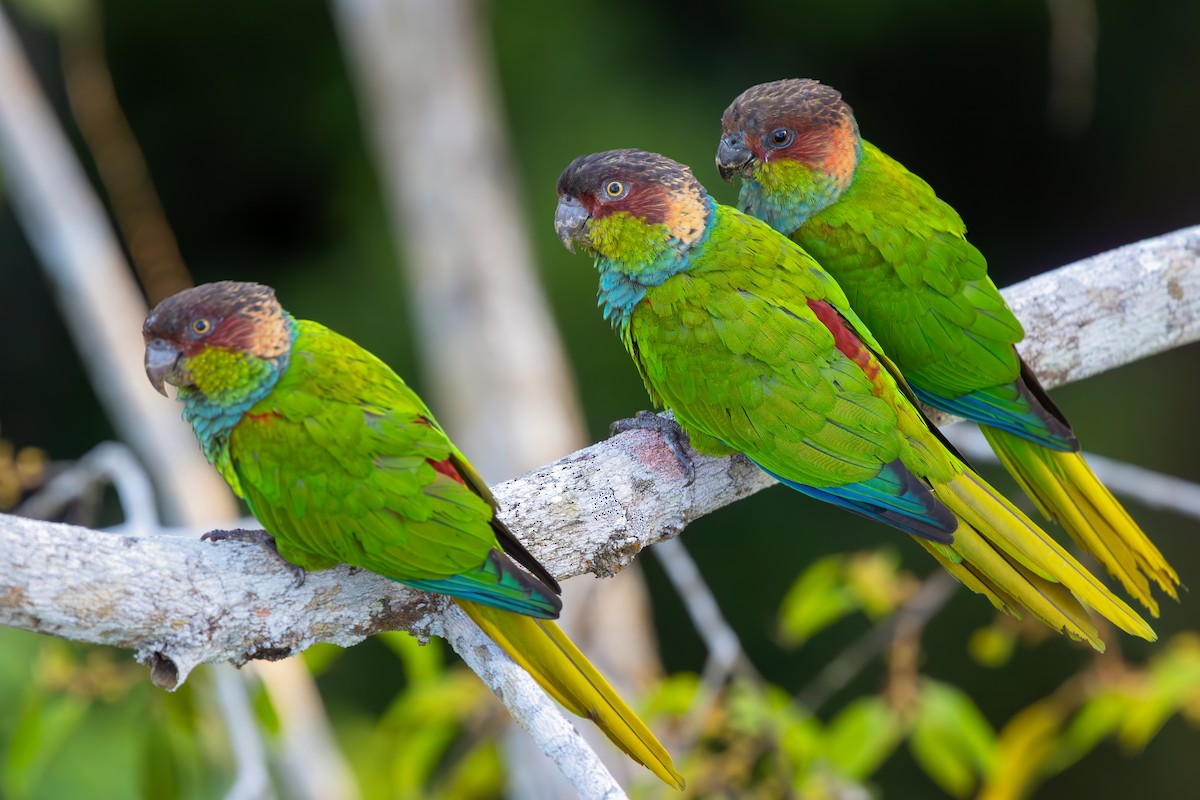 Ochre-marked Parakeet - ML649615771