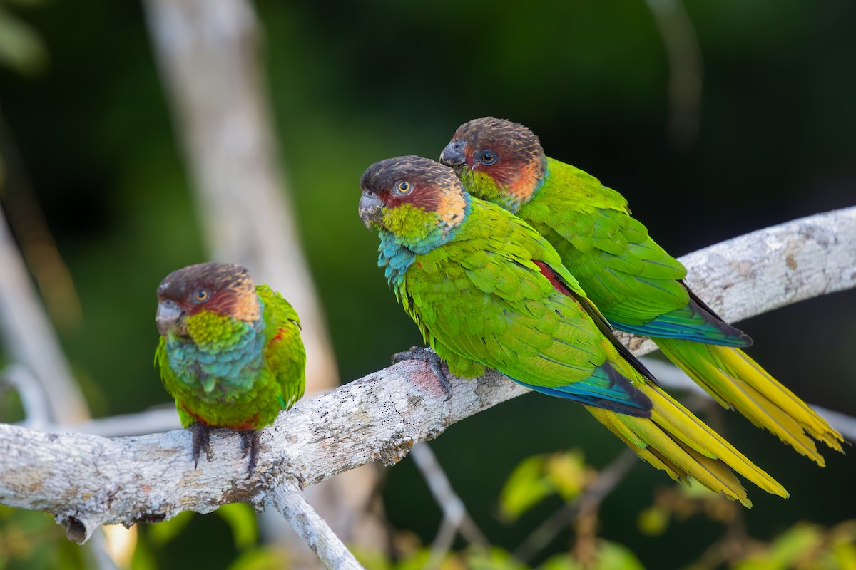 Ochre-marked Parakeet - ML649615774