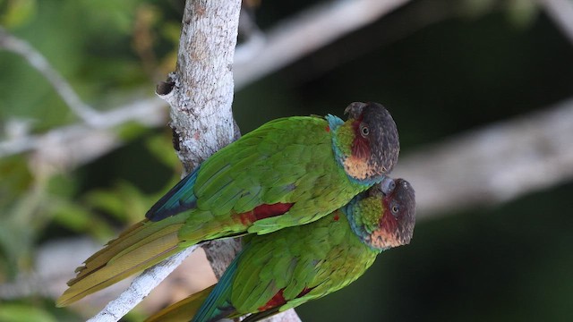 Ochre-marked Parakeet - ML649615796