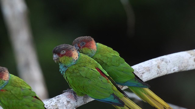 Ochre-marked Parakeet - ML649615797