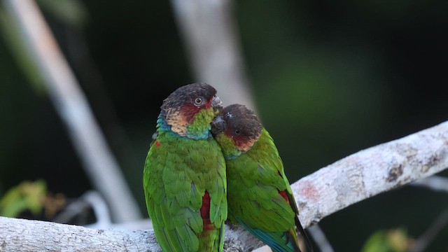 Ochre-marked Parakeet - ML649615816