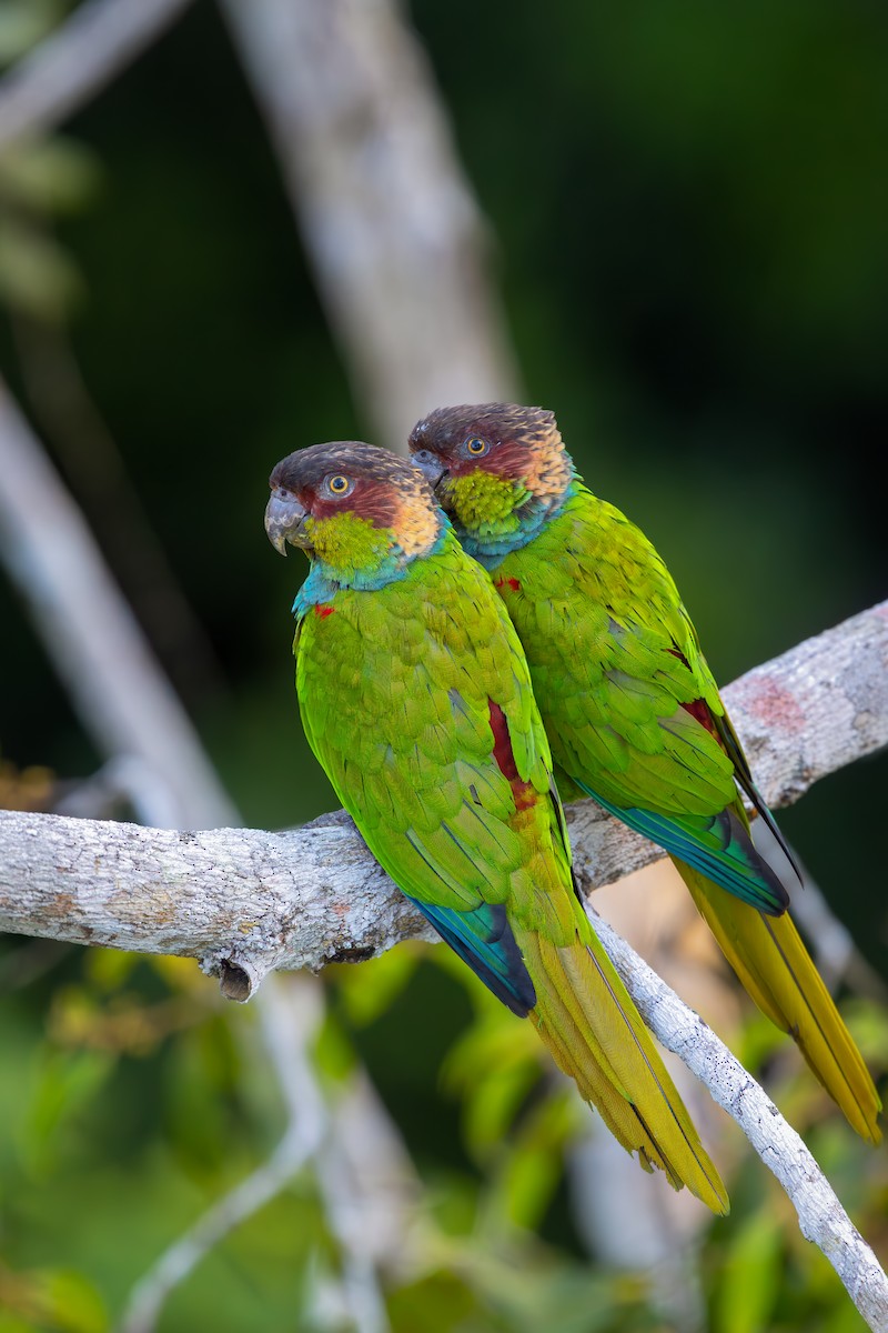 Ochre-marked Parakeet - ML649615924