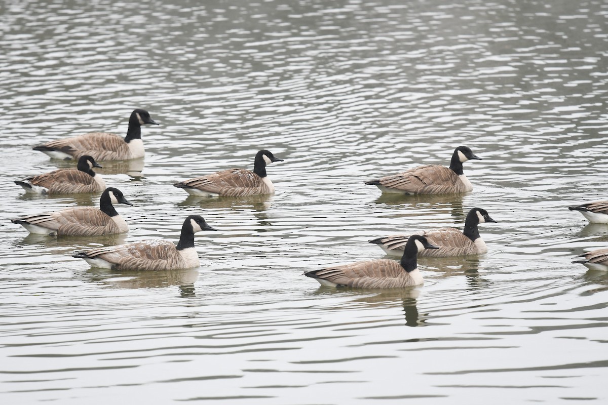 Canada Goose - ML649616364