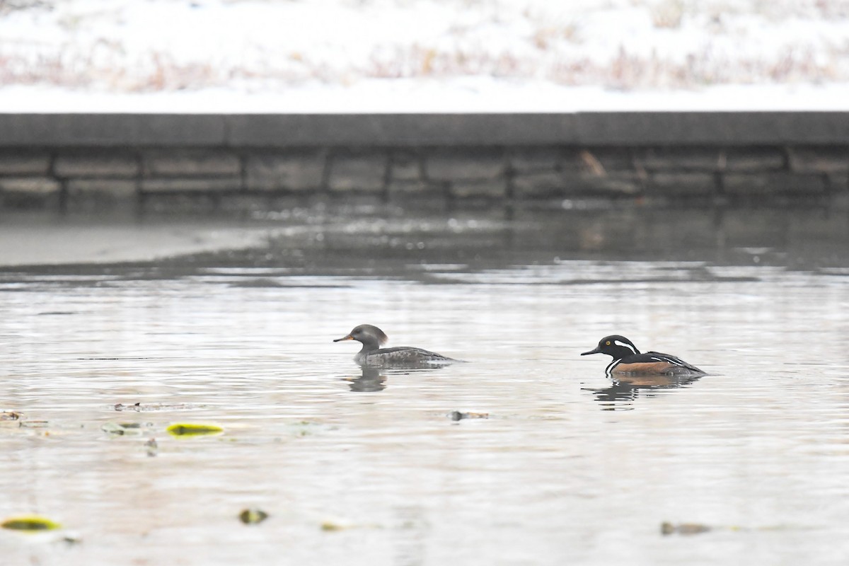 Hooded Merganser - ML649616373