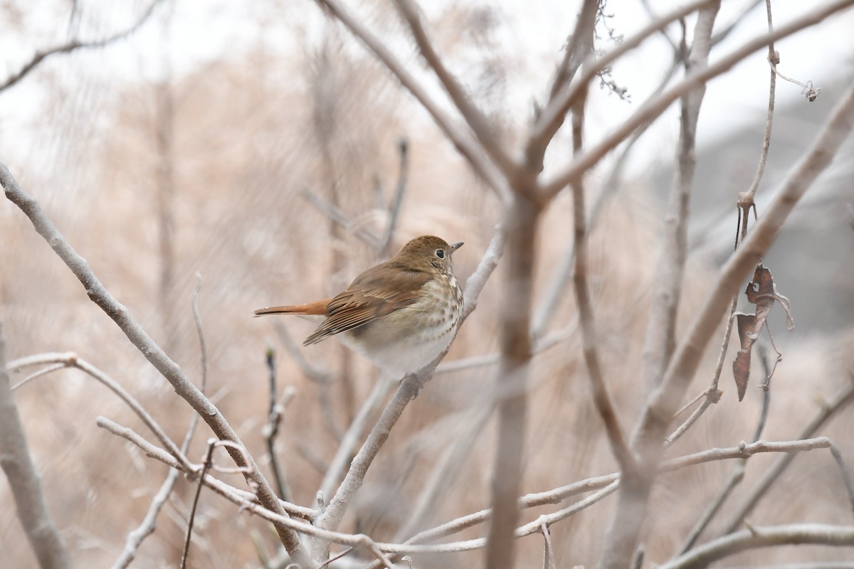 Hermit Thrush - ML649616393