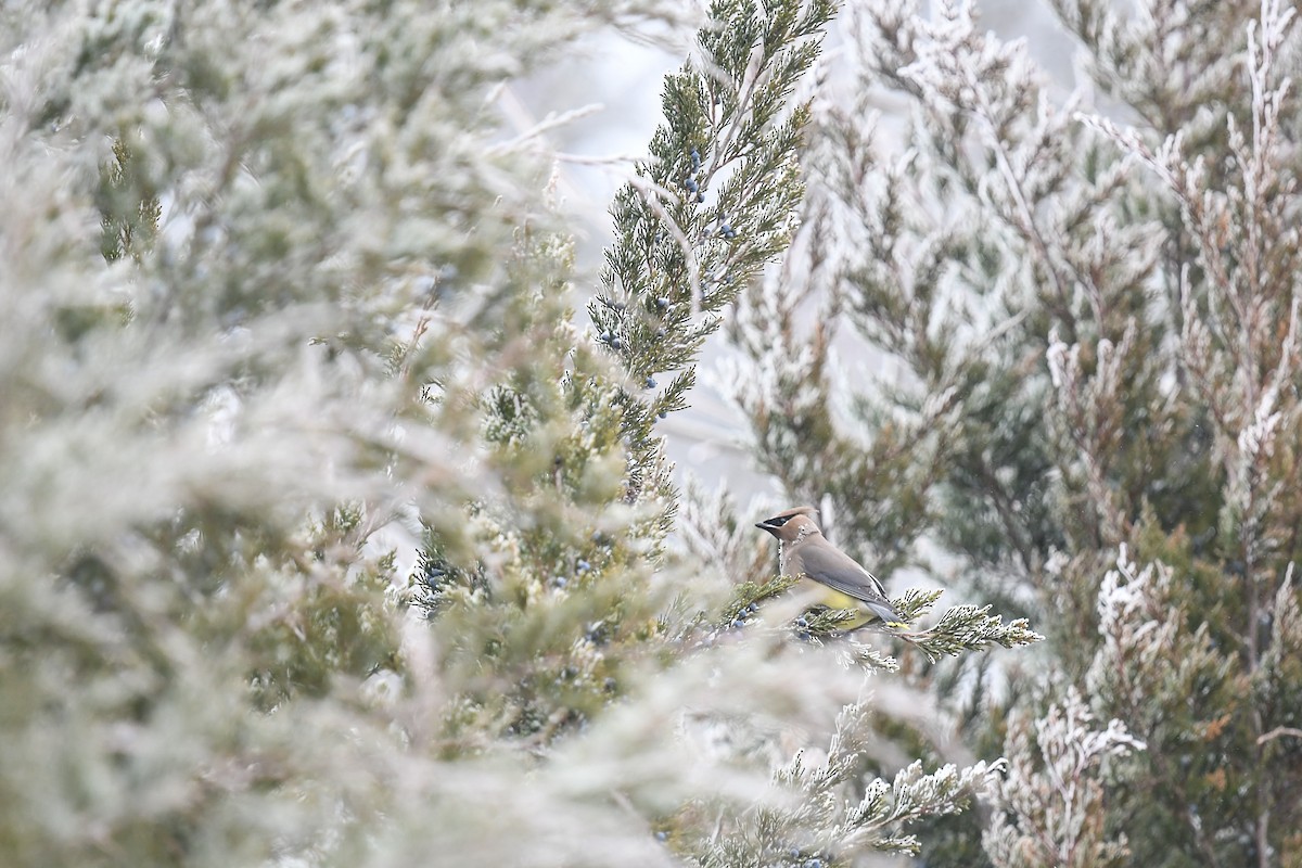 Cedar Waxwing - ML649616404
